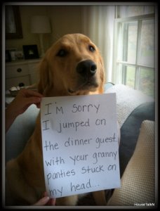 dog_shaming_18.jpg