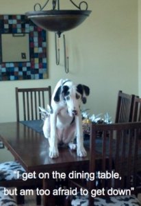 dog_shaming_21.jpg