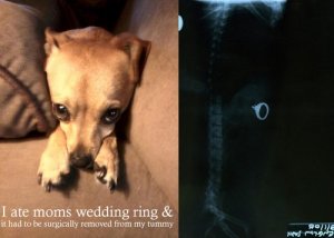 dog_shaming_19.jpg