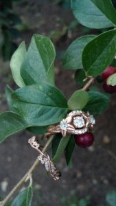 roseoutside1.jpg