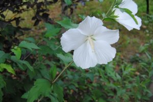 hibiscus82613.jpg