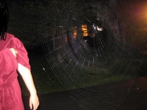 meandspider.jpg