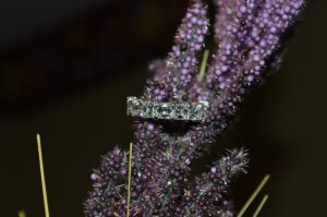 dsc_76.jpg