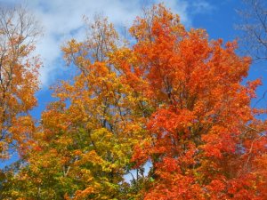 img_2309.jpg