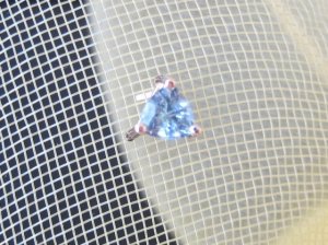 img_2433.jpg