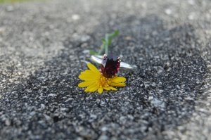 dsc_4926.jpg dsc_4926.jpg