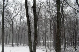 snow_yard_2-8-13.jpg