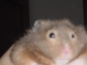 fatlegolas.jpg