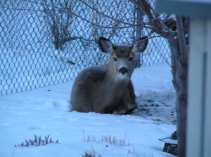 Deer1.JPG