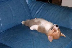 dog3.jpg