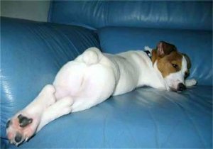 dog6.jpg
