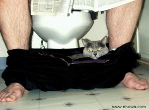 imagepantscat0088.jpg