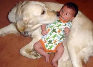 dog2.jpg