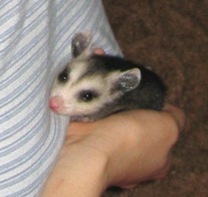 opossum 10.jpg