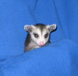 opossum 3.jpg