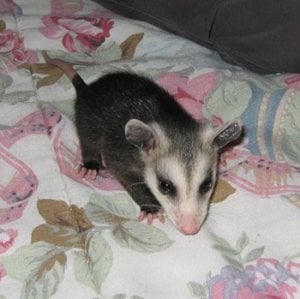 opossum 4.jpg