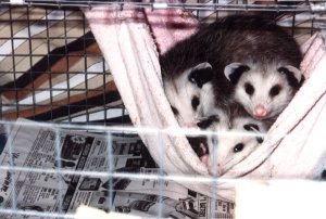 small_possums_01.jpg