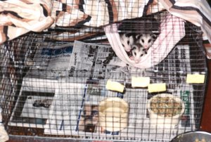 small_possums_02.jpg