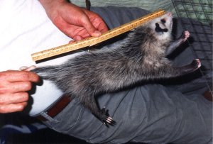 small_possums_03.jpg