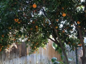 tangerine_tree.jpg