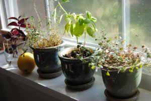 kitchen_herbs.jpg