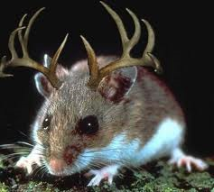deer_mouse.png