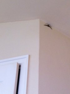 spider.jpeg