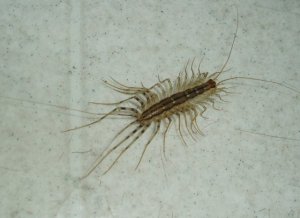 q223852_312186_house_centipede.jpg