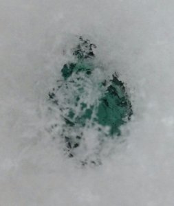 nigeriansnowpear2.jpg nigeriansnowpear2.jpg