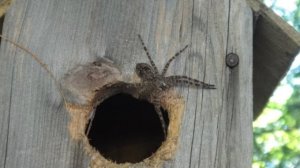 wolfspider.jpg