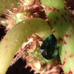 nigerianbegonia.jpg