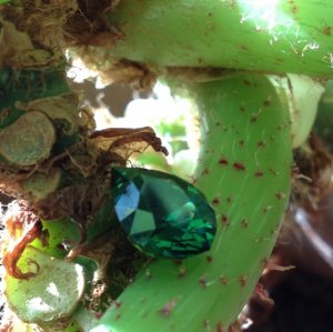 nigerianbegonia1.jpg