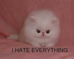 kitten_hates.jpg