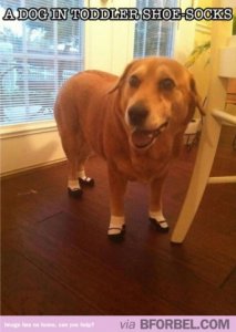 dog1.jpg