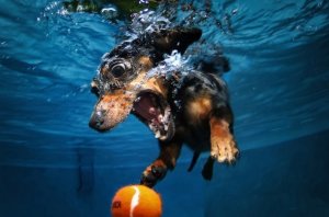rhoda-dachshund-7years-jpg_191734.jpg