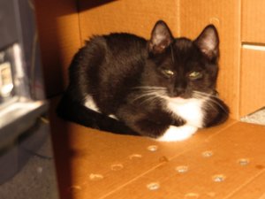 kitty_pics_022.jpg kitty_pics_022.jpg