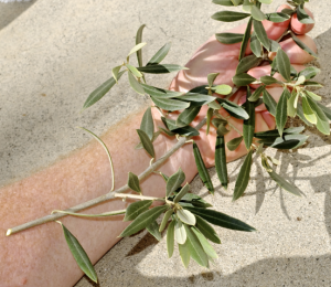 kenny_s_olive_tree.png