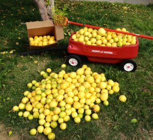 lemons_1.jpg