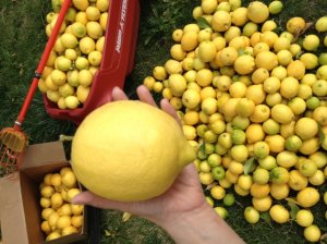lemons_2.jpg