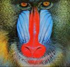 mandrill.jpg