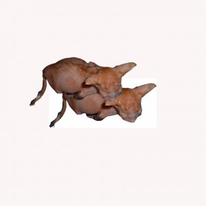 siamese1.jpg