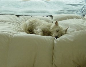 portia slug a.JPG