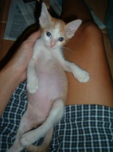 kittens12.jpg