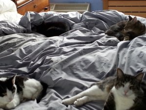 all4ofmyunicornchaserstogether.jpg