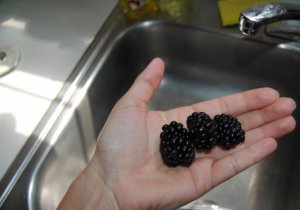 blackberries82413002.jpg