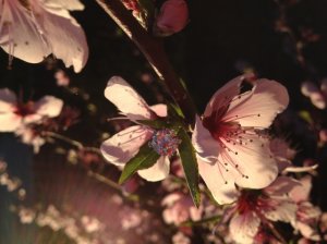 img_4060.jpg