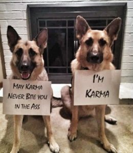 karmadog.jpg