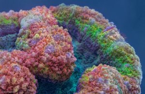 rainbow_coral_1280-xl.jpg rainbow_coral_1280-xl.jpg