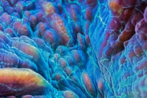 pectinia-xl.jpg pectinia-xl.jpg