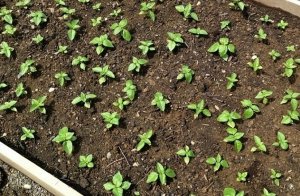 basil_bed.jpg
